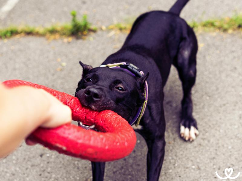 Dog-puller-pro-psy (2)